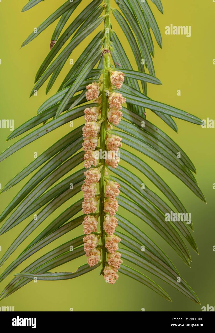 Männliche Blumen des kalifornischen Muskatbaums, Torreya californica, im Frühjahr. Stockfoto