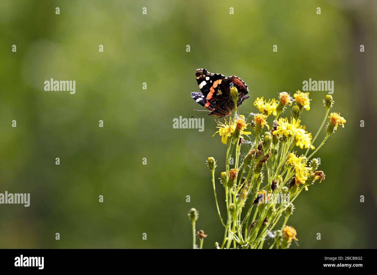 Ein roter Schmetterling des Admirals ernährt sich von gelben Blumen Stockfoto