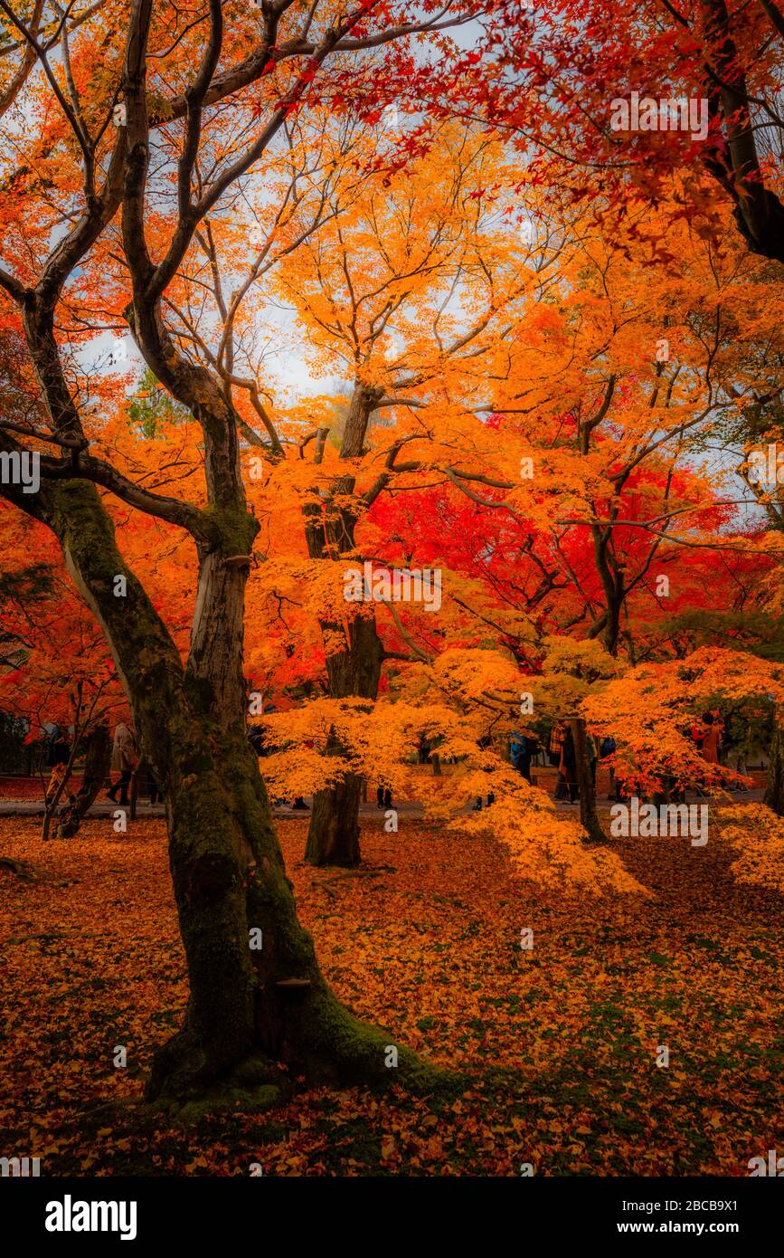 Schöner Fall Stockfoto