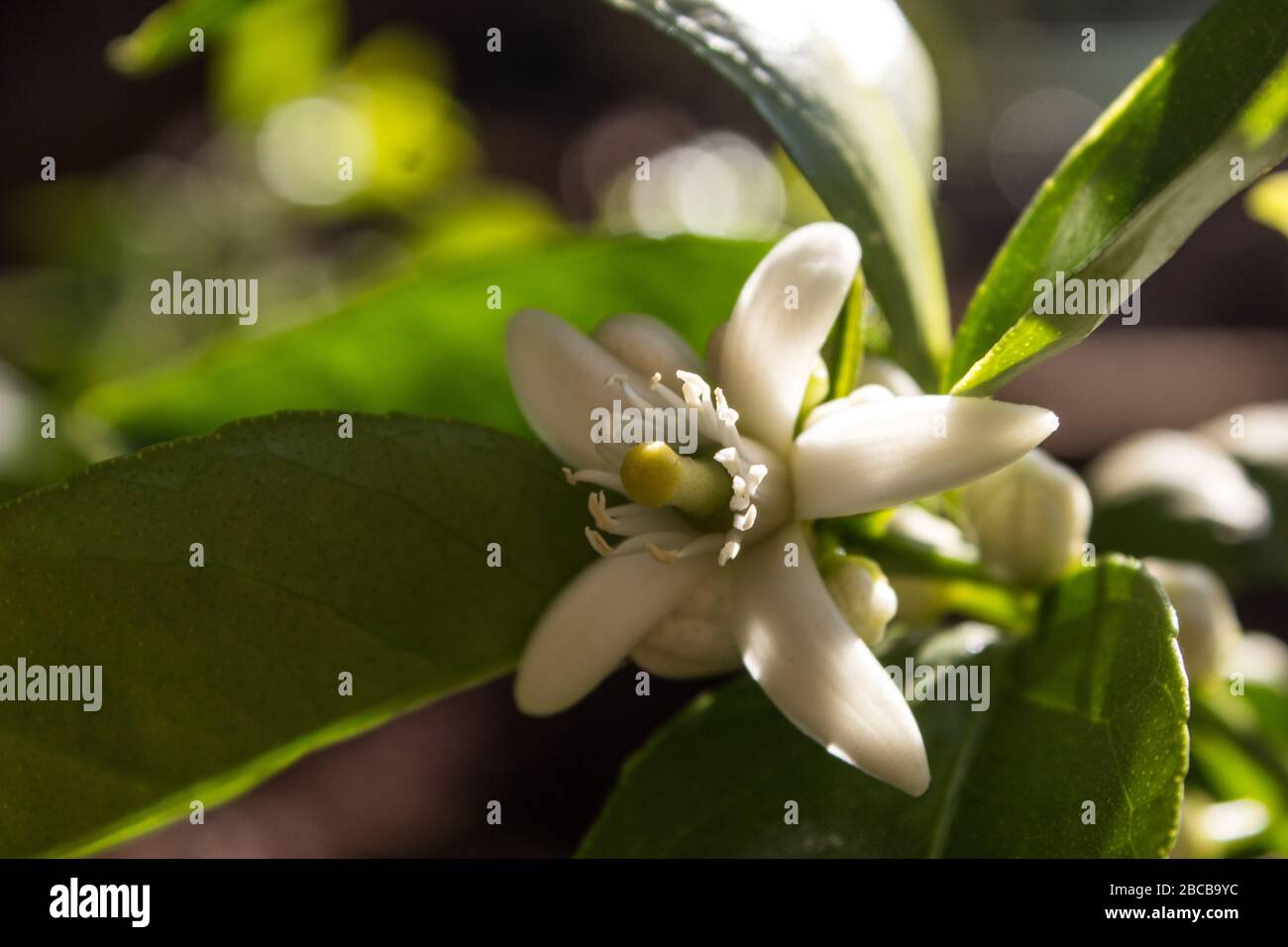 Eine einzelne Kalkblume in dappeliertem Sonnenlicht und Schatten, umgeben von grünen Blättern Stockfoto Eine einzelne Kalkblume in dappeliertem Sonnenlicht und Schatten, umgeben von grünen Blättern Stockfoto