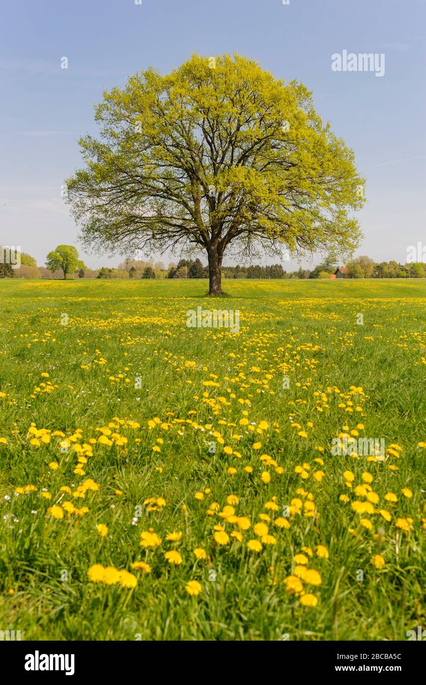 Einzelner großer Baum im Frühling auf der Wiese Stockfoto