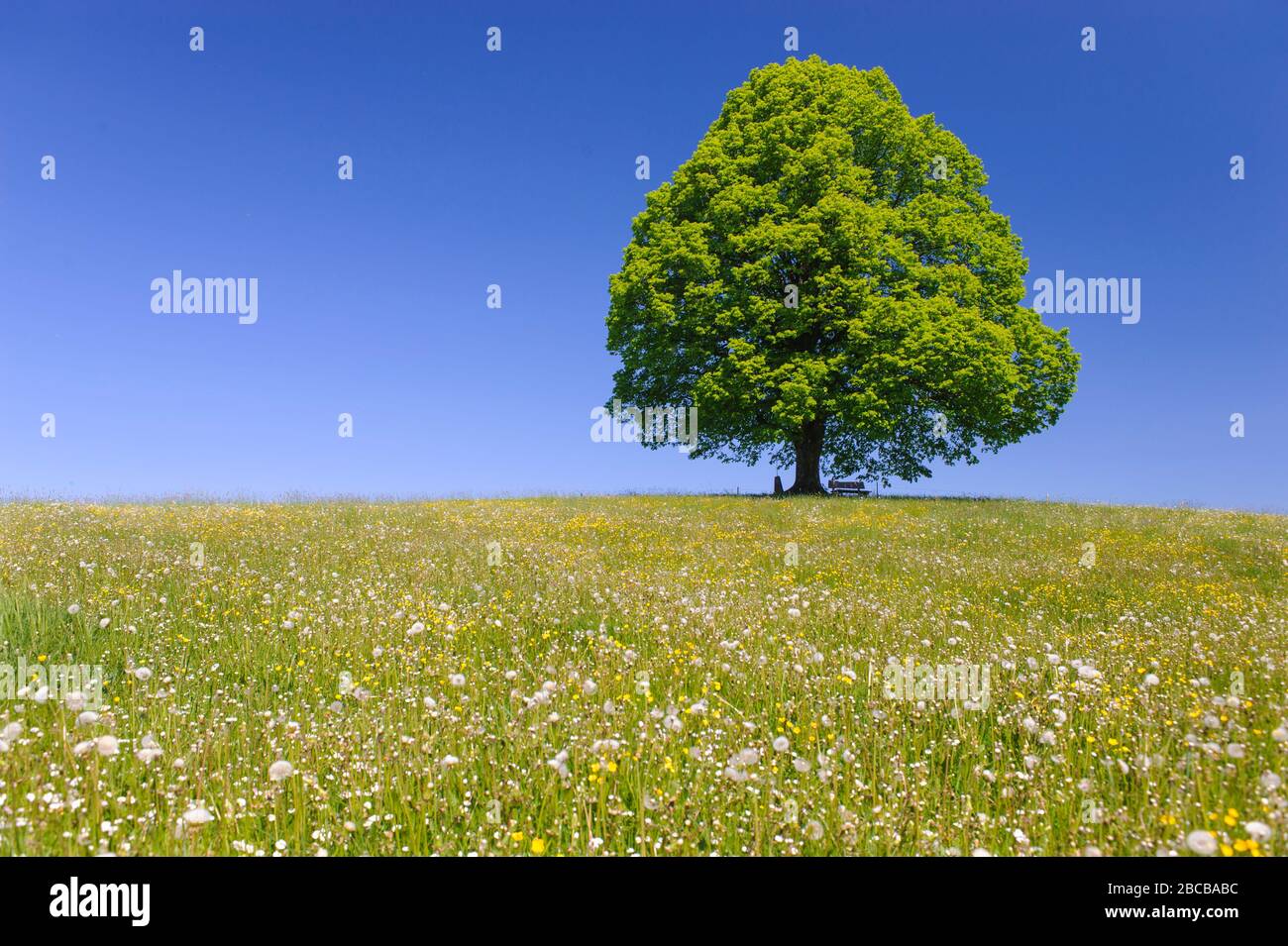 Einzelner großer Baum im Frühling auf der Wiese Stockfoto