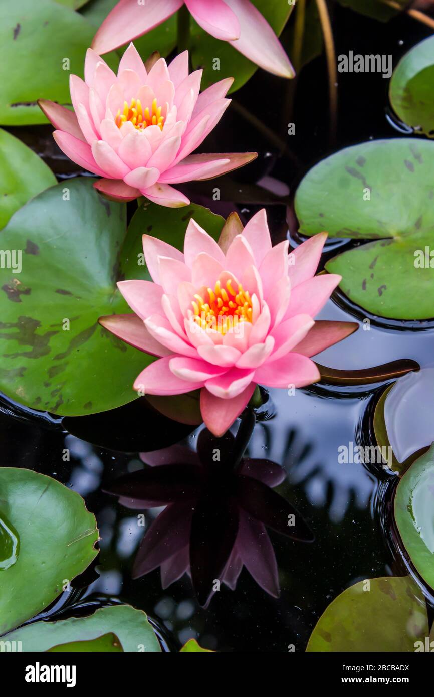 Zwei hellrosa Wasserlilien, Nymphaea, blühen in einem Gartenteich Stockfoto Zwei hellrosa Wasserlilien, Nymphaea, blühen in einem Gartenteich Stockfoto
