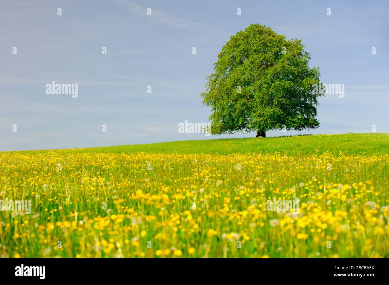 Einzelner großer Baum im Frühling auf der Wiese Stockfoto