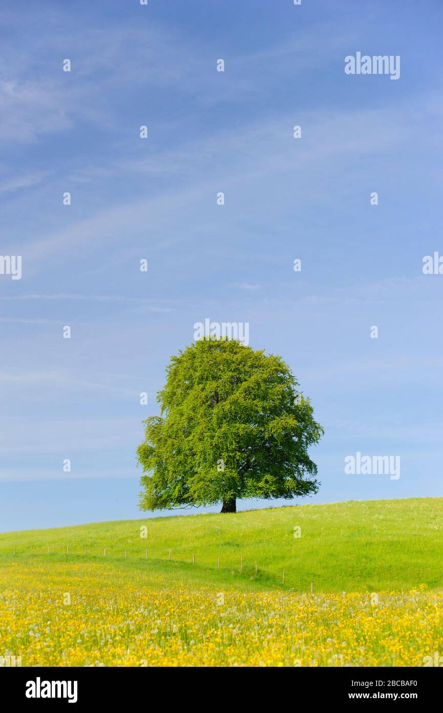 Einzelner großer Baum im Frühling auf der Wiese Stockfoto