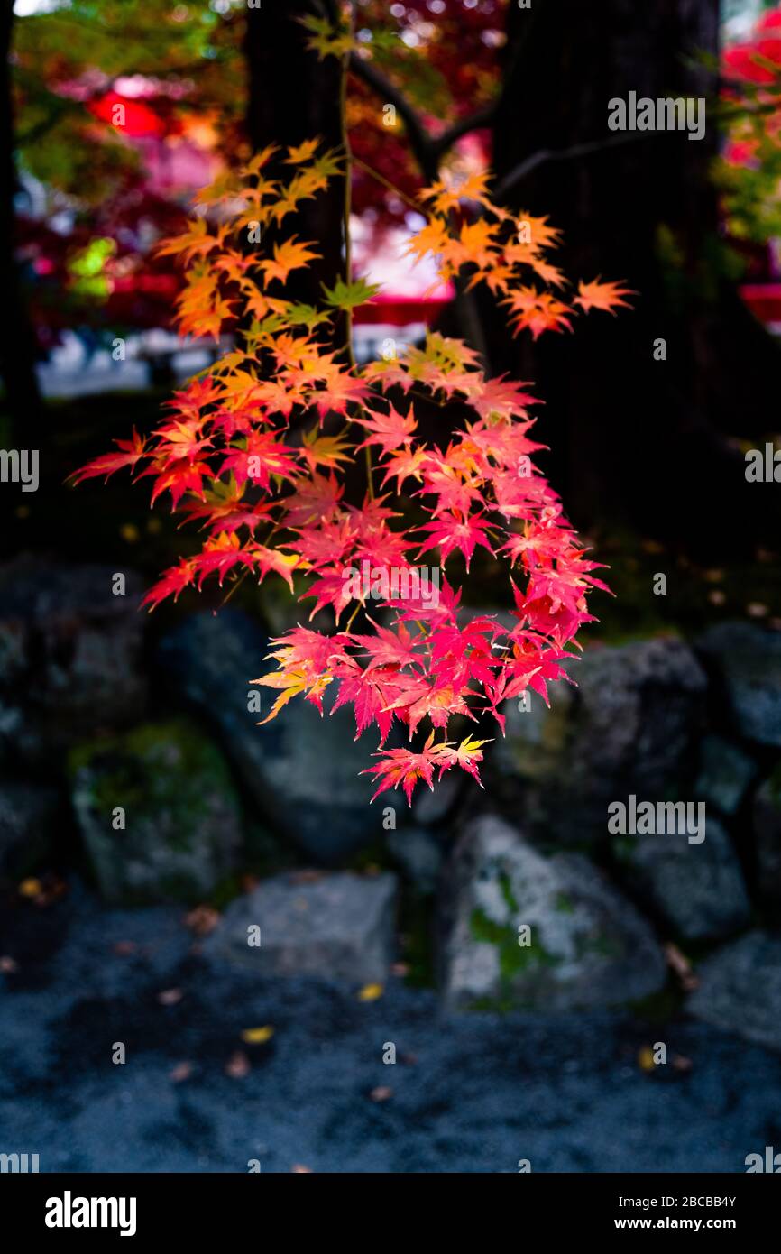 Rote Blätter auf Felsen Stockfoto