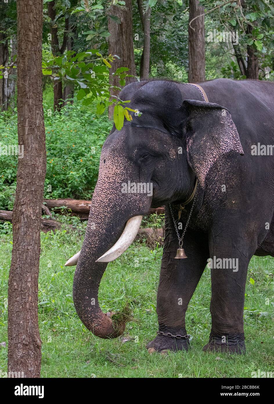 Ein indischer Elefant, Arjun im Nagarhole National Park, Kabini, Karnataka, Indien Stockfoto