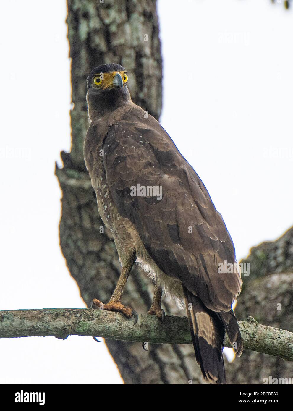 Ein ausgeruhter Serpent Eagle thront auf einem Zweig im Nagarhole National Park, Kabini Karnataka, Indien Stockfoto