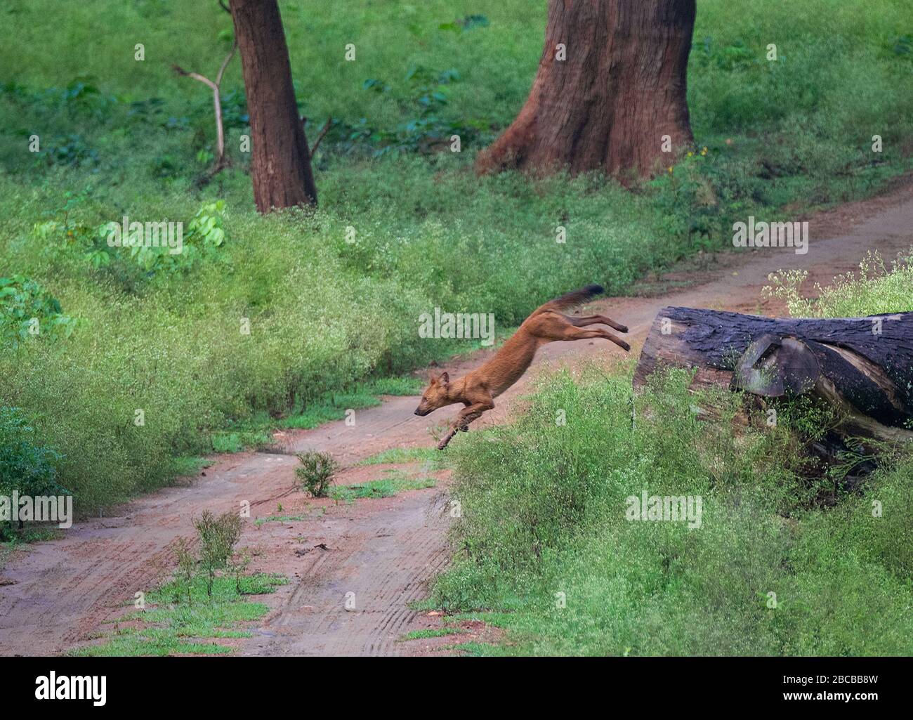 Ein Loch, das aus einem Baumstamm im Nagarhole National Park, Kabini, Karnataka, indien springt Stockfoto