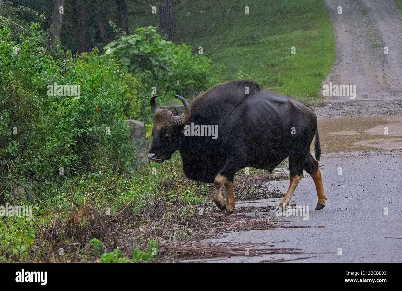 Ein indischer Gaur überquert die Straße im Nagarhole National Park, Kabini, Karnataka, Indien Stockfoto