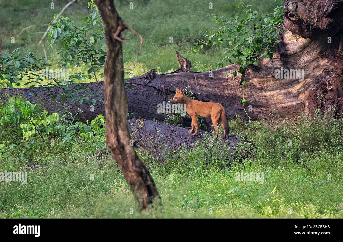 Ein wilder Hund im Nagarhole National Park, Kabini, Karnataka, Indien Stockfoto