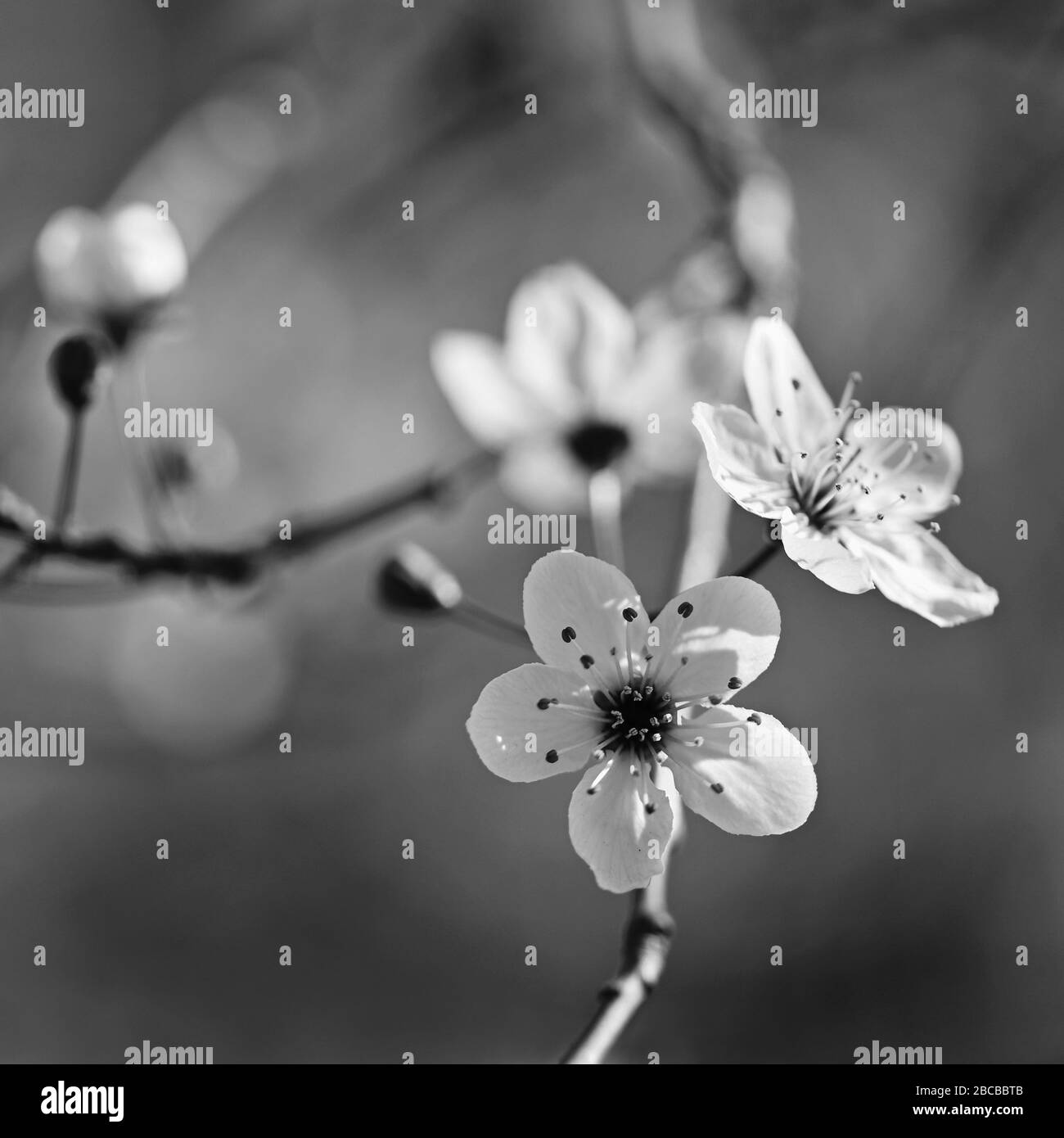 Frühlingsbaum - bunte Natur. Schöne japanische Kirsche - Sakura. Hintergrund mit Blumen an einem Frühlingstag. Stockfoto