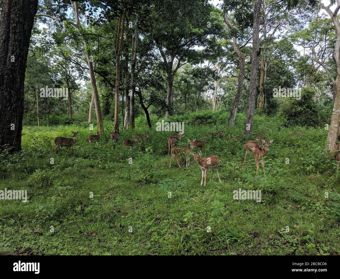 Ein Landschaftsbild von Chital Hirsch Herde im Nagarhole National Park, Kabini, Karnataka, Indien Stockfoto