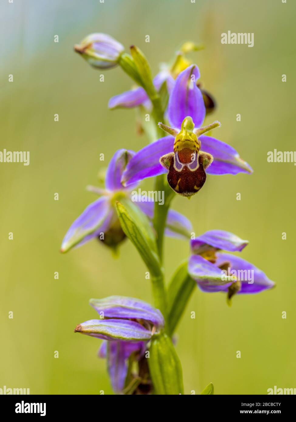 Biene Orchidee (Ophrys apifera) Bund von rosafarbenen Blumen imitiert humblebiene Insekten, um die Blume zu polieren. Auf unscharfem grünen Hintergrund Stockfoto