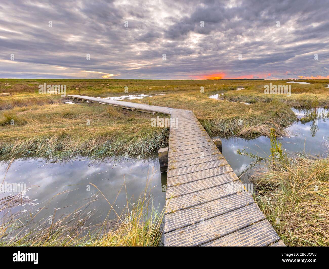 Promenade in der Gezeiten Marshland Nature Reserve Verdronken Land van Saeftinghe in der Provinz Zeeland. Niederlande Stockfoto