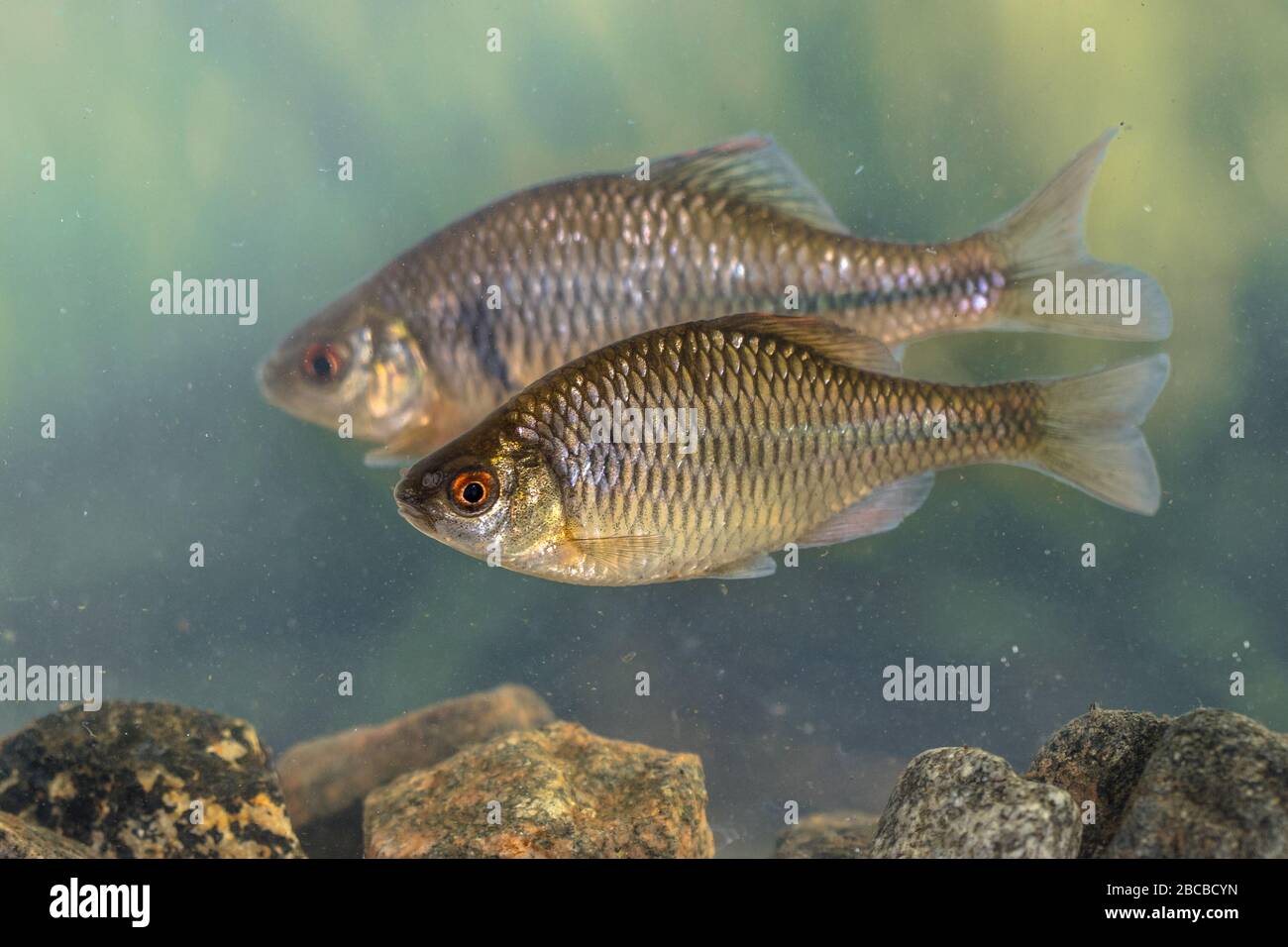 Europäischer Bitterling (Rhodäus amarus) wilder Fisch, der unter Wasser in natürlicher Umgebung auf beschaulichem Hintergrund schwimmt. Niederlande, Stockfoto