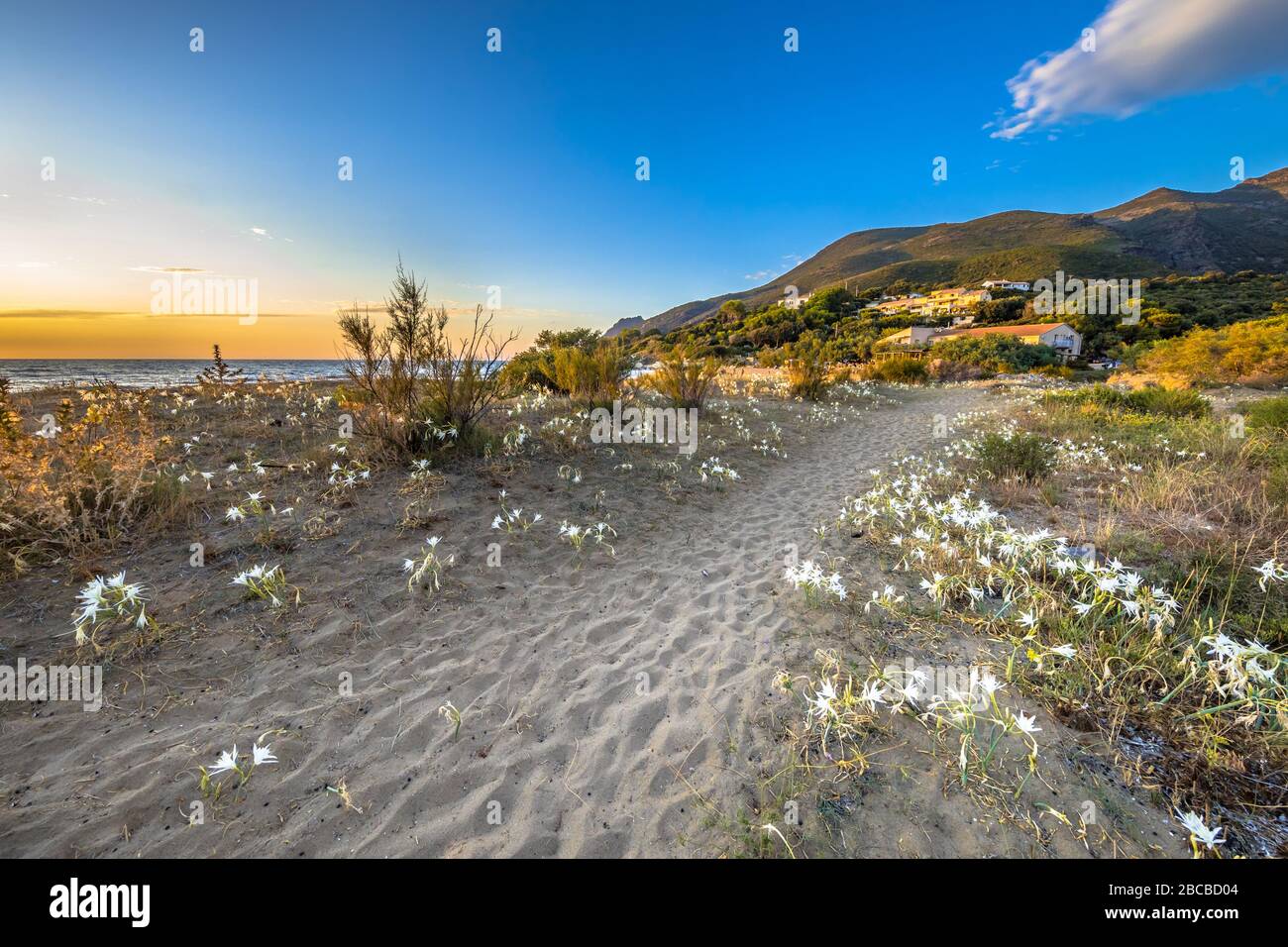 Illyrische Seerose (Pancratium illyricum) weiße Blumen, die in Dünen am korsischen Strand von Farinole auf Cap Corse, Korsika, Frankreich blühen Stockfoto