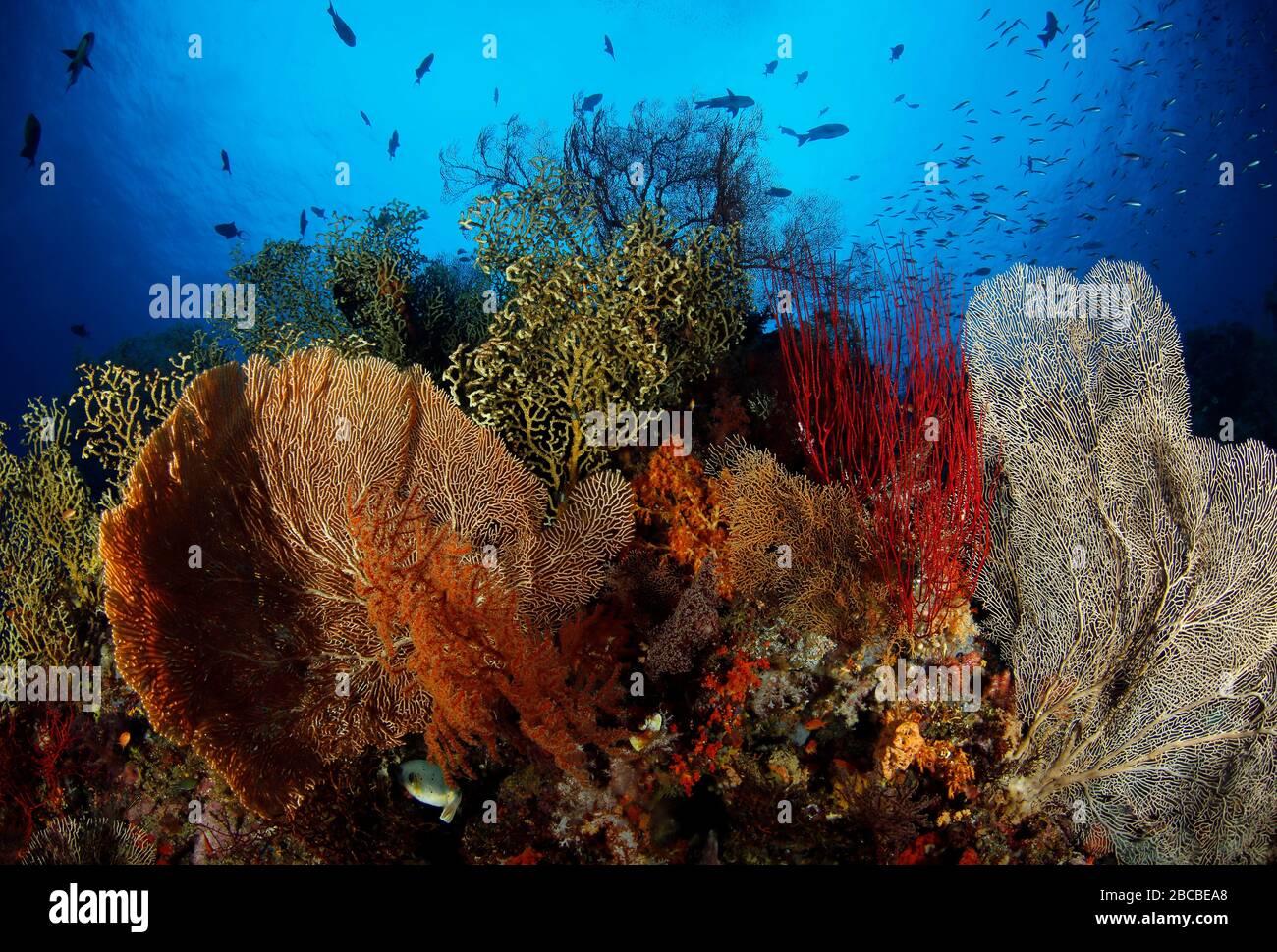 Fan-Korallen in Misool, Raja Ampat. Westpapua, Indonesien Stockfoto