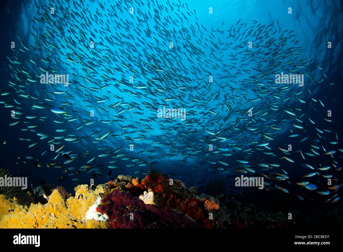 Schulen von Fischen gegen die Oberfläche, über einem Korallenriffe in Misool, Raja Ampat. Westpapua, Indonesien Stockfoto