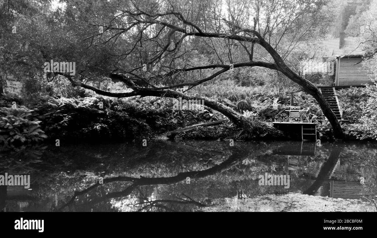 Melancholische Schwarz-Weiß-Bild eines verborgenen Teiches mit umgestürzten Bäumen in Bayern Stockfoto