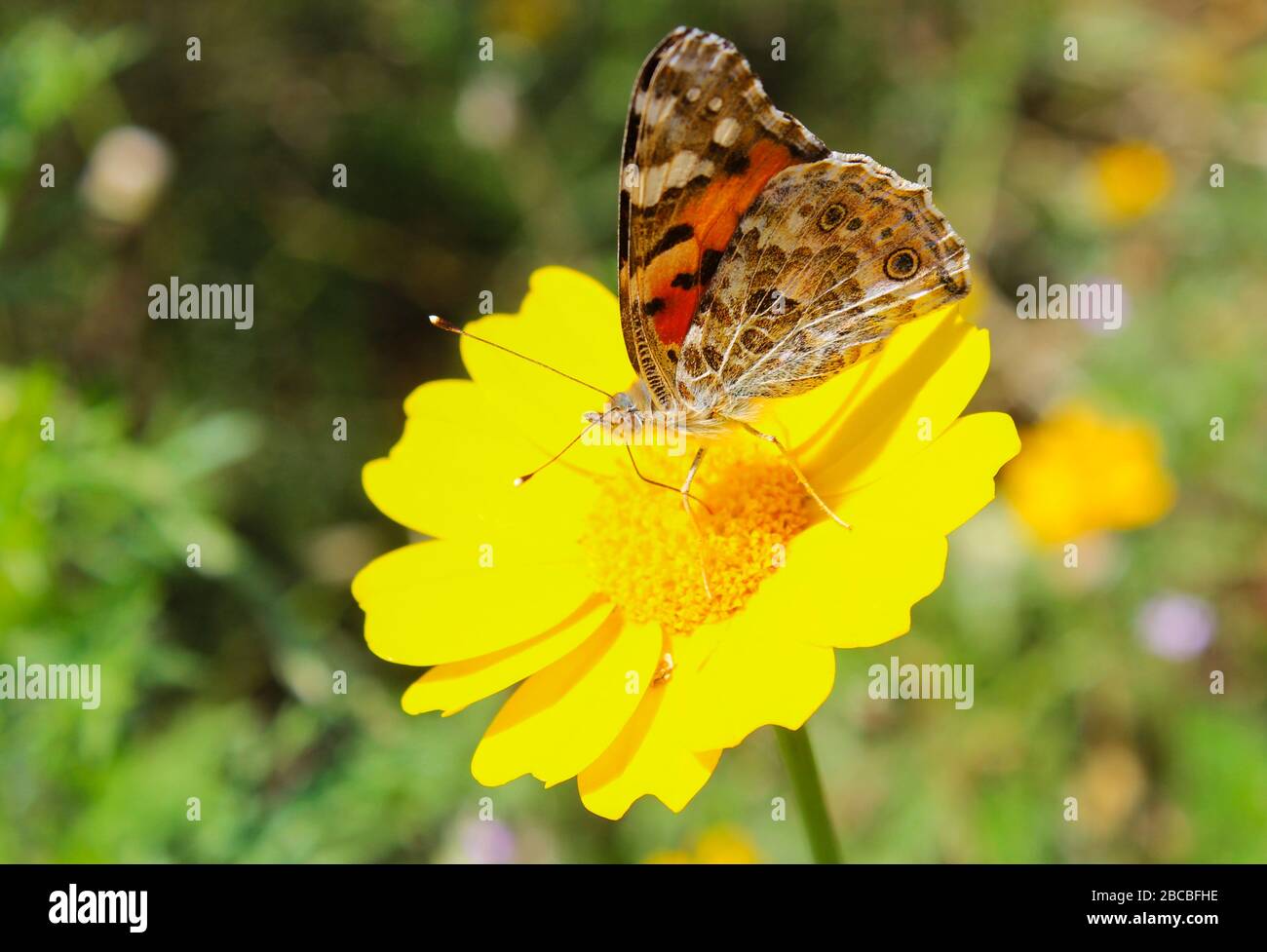 Motley Schmetterling auf einer gelben Blume nah oben Stockfoto