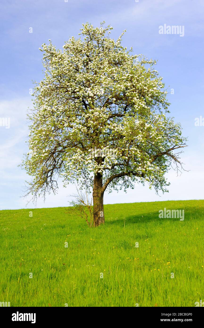Blühender apfelbaum im Frühling im Feld Stockfoto