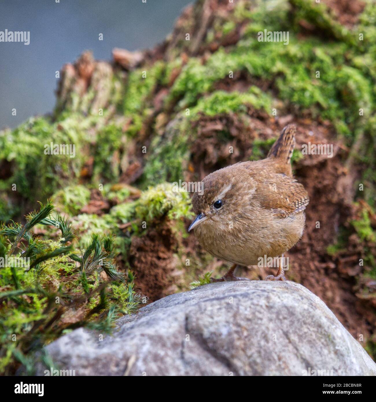 Wren Stockfoto