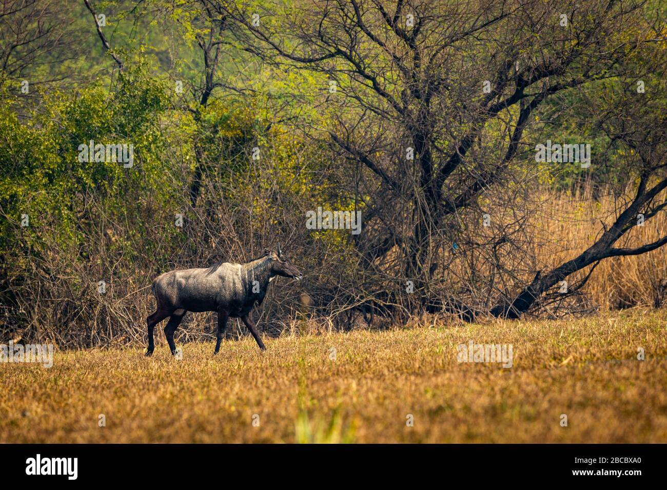 nilgai oder blauer Stier oder Boselaphus tragocamelus größte asiatische Antilope in Landschaftskulisse Hintergrund im keoladeo Nationalpark oder bharatpur Heiligtum Stockfoto