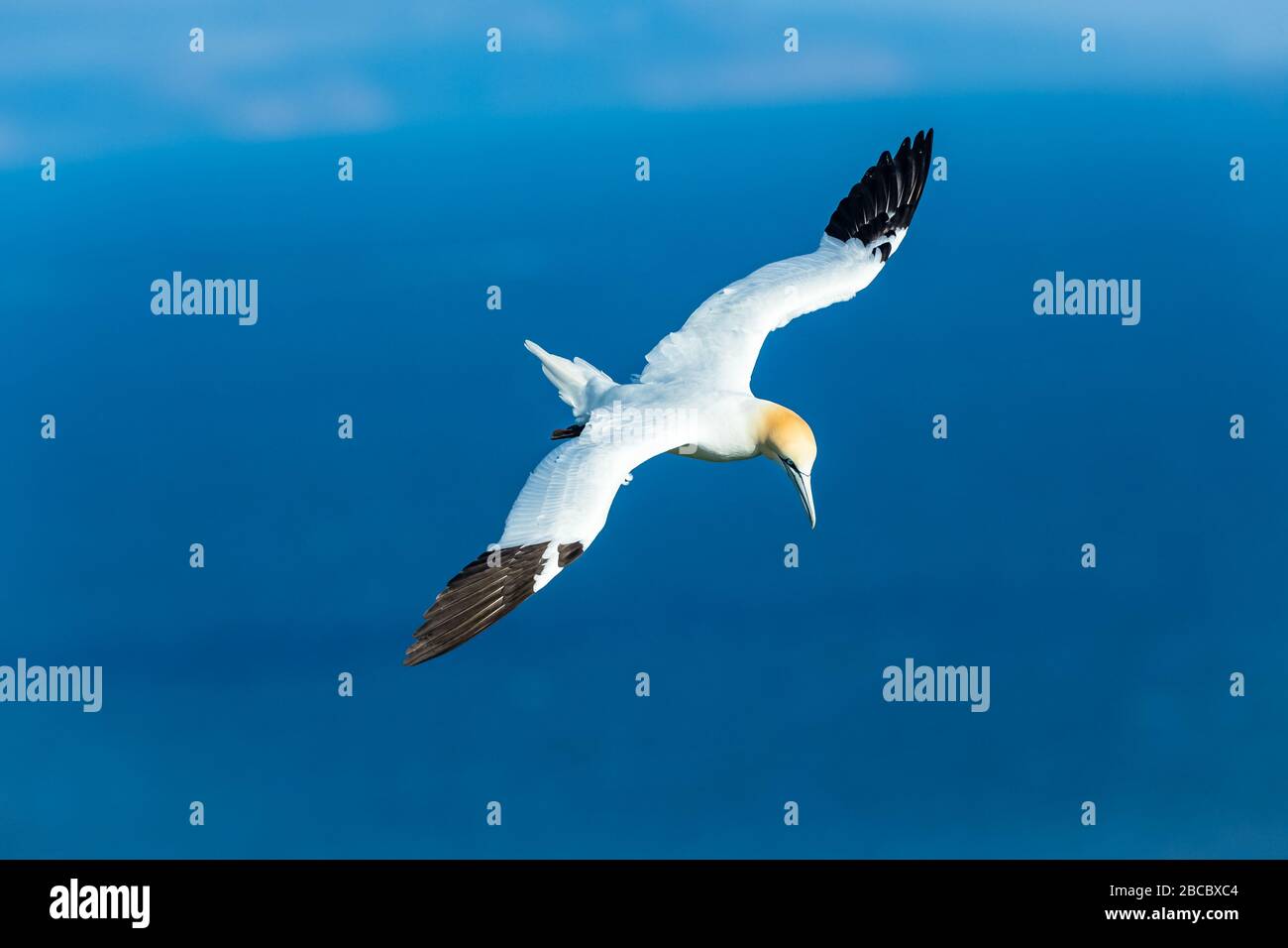 Gannet, ein Northern Gannet (wissenschaftlicher Name: Morus bassanus), der über den Klippen bei Bempton, Yorkshire fliegt. Breite Flügelspannweite und sauberer blauer Hintergrund. Stockfoto