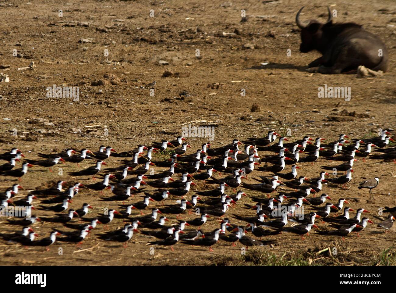 Eine Schar afrikanischer Skimmers liegt in der Nähe der Ufer des Kazinga-Kanals. Diese Vögel sind mit den Seewalben verwandt und haben einzigartig angepasste untere Manibel Stockfoto