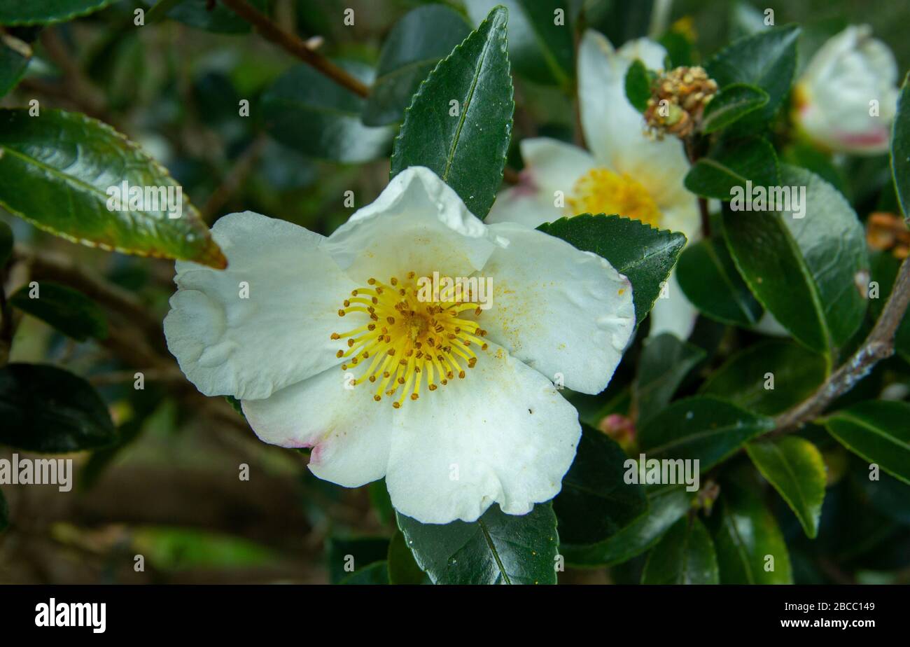 . Camellia sinensis oder Tea Bush, aus deren Blättern der Rohstoff für die Teezubereitung gewonnen wird. Stockfoto