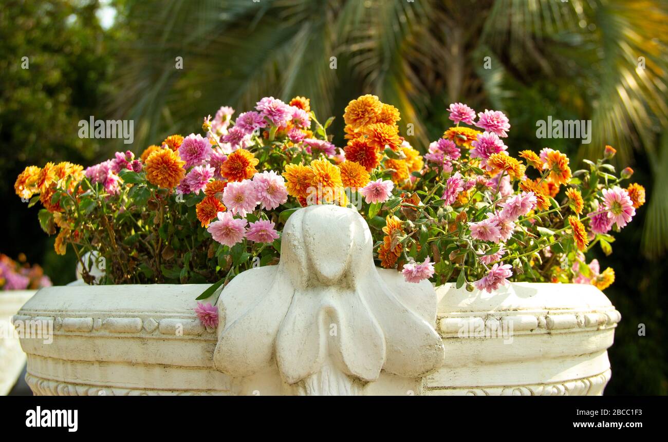 Schöne Aster in einem weißen Steinblütenbett. Stockfoto