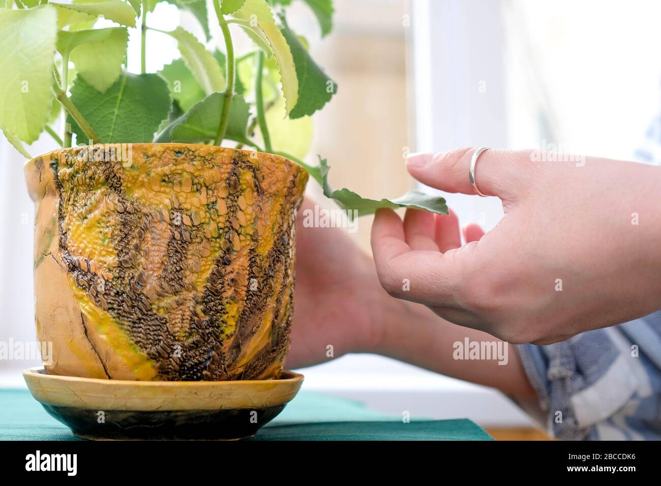 Die Hände prüfen die Blätter. In einem Tontopf Pflanzen. Hausgemachter Topf. Stockfoto