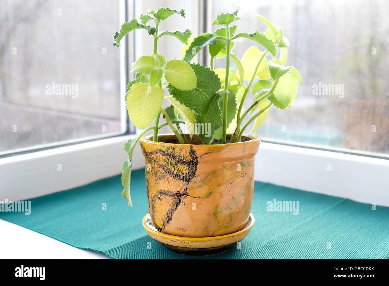 Minze auf dem Balkon. Grüne Pflanze in einem Tontopf. Blumentopf auf dem  Balkon. Mentha Stockfotografie - Alamy