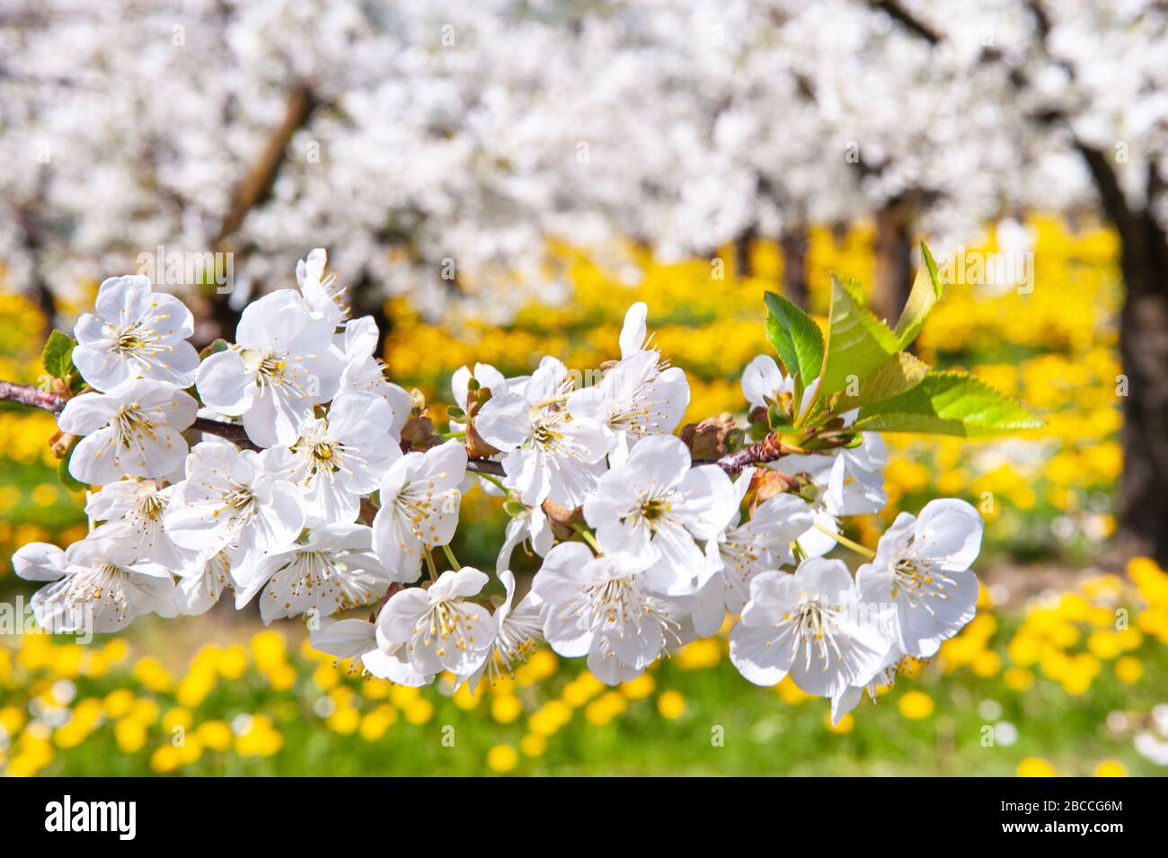 Blühende apfelbäume im Frühling auf dem Feld Stockfoto