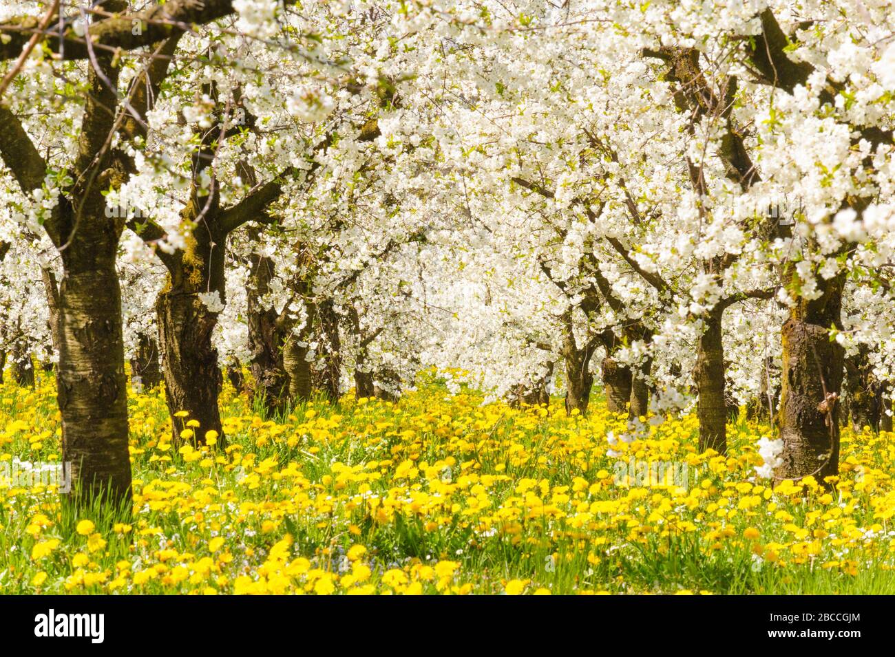 Blühende apfelbäume im Frühling auf dem Feld Stockfoto
