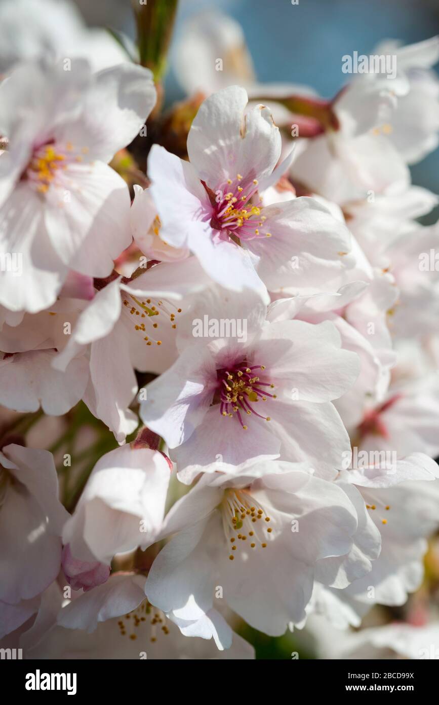 Kirschblüten in Chofu-Shi, Tokyo, Japan Stockfoto