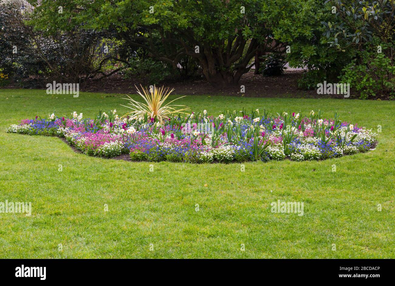 Bournemouth, Dorset, Großbritannien. April 2020. Bunte Blumen in den Bournemouth Lower Gardens sonnen sich im Gegensatz zu Besuchern in der Sonne, da die Gärten aufgrund der Einschränkungen des Coronavirus verlassen sind. Rosa weiß und blau vergessen mich nicht, Tulpen und Narzissen. Quelle: Carolyn Jenkins/Alamy Live News Stockfoto