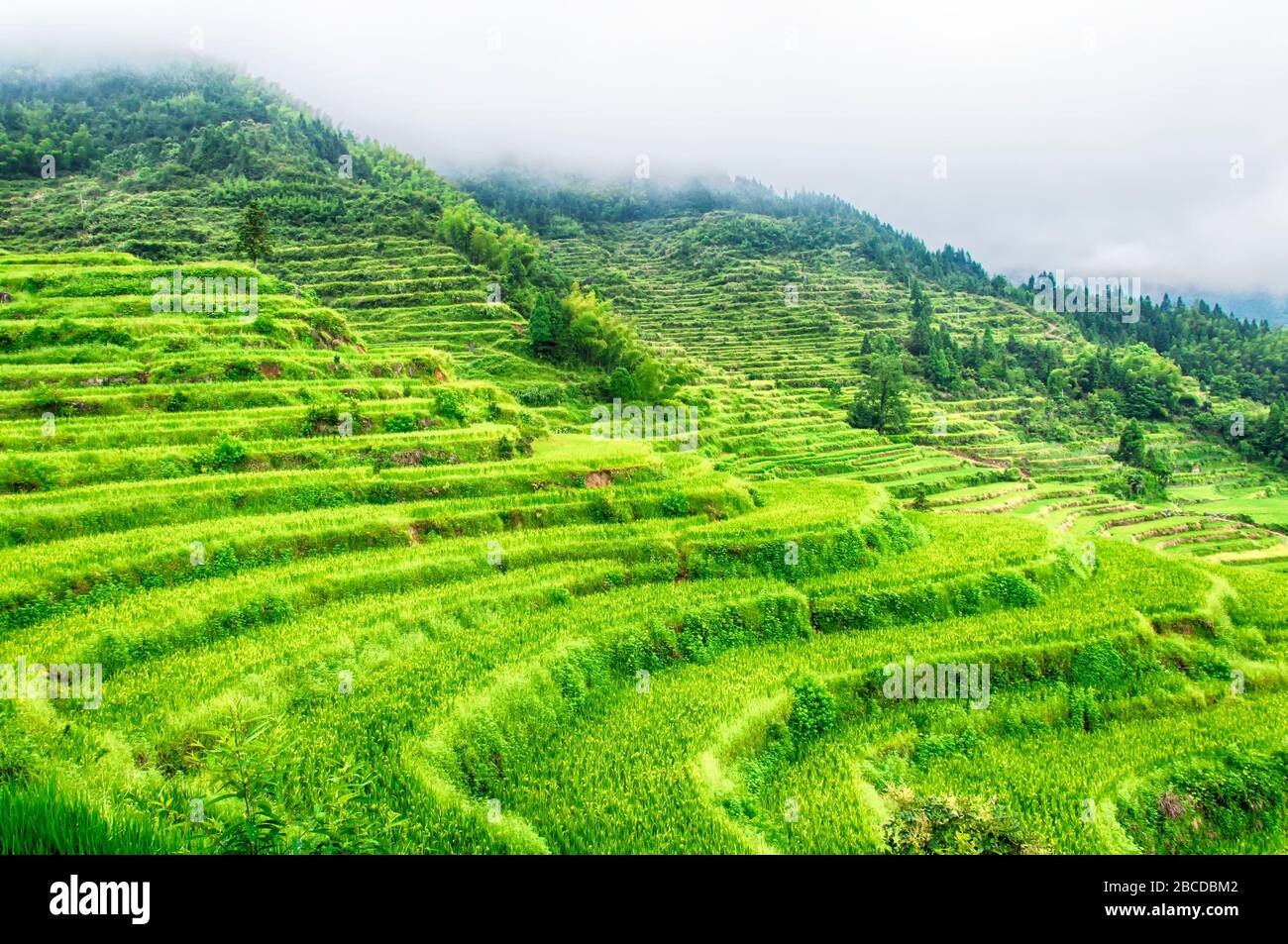 Die Landschaft der Yunhe Wolke Rice Terraces im Sommer in der Provinz Zhejiang China an einem nebligen, übergiebelten Tag. Stockfoto