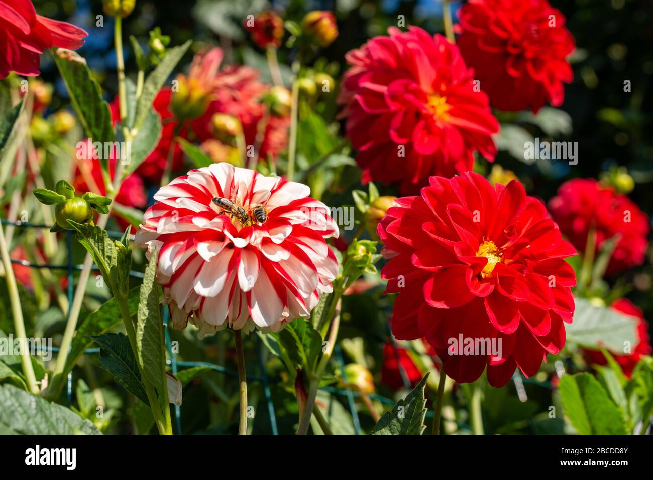 Bienen kriechen auf einer blühenden Dahlienblume. Stockfoto