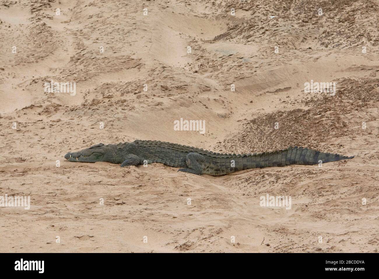 Ein großes Krokodil am Fluss in einem Nationalpark von Afrika. Stockfoto