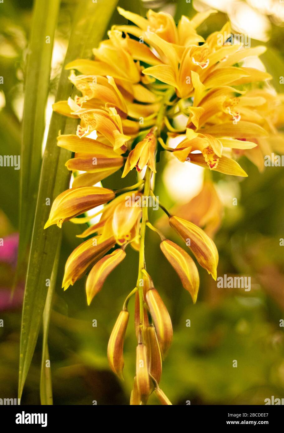 Blume von sikkim Fotos und Bildmaterial in hoher Auflösung Alamy