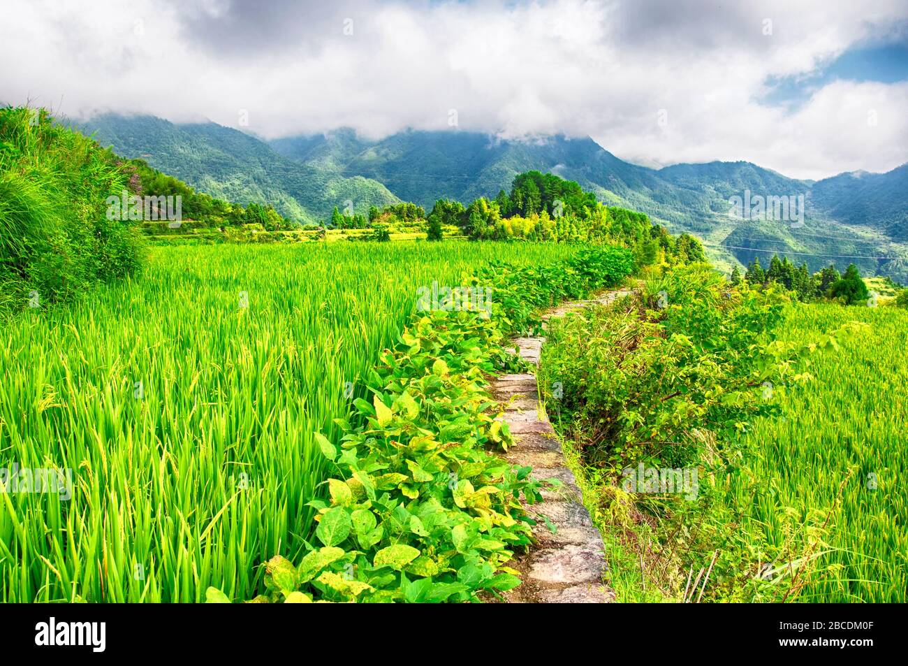 Edamame oder Sojabohnen wachsen entlang der Reisterrassen und Steinweg des Yunhe County Chaoshan in der Provinz Zhejiang China. Stockfoto
