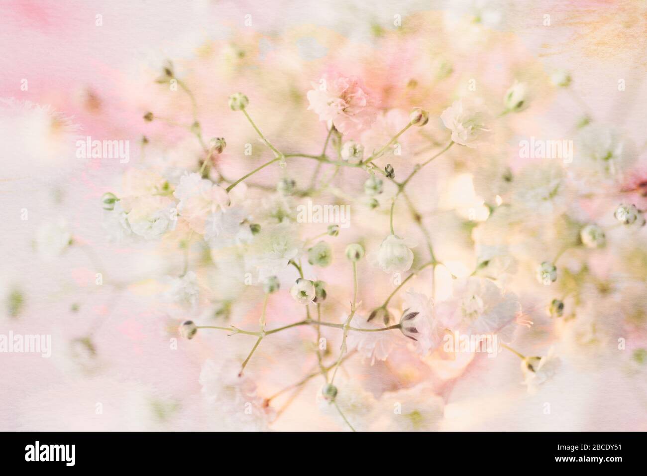 Weiches zartes Blumenbild von Gypsophilia, auch bekannt als Baby's Breathe - moderne Fotografie mit Stillleben und Blumenmuster mit strukturierter Überlagerung Stockfoto
