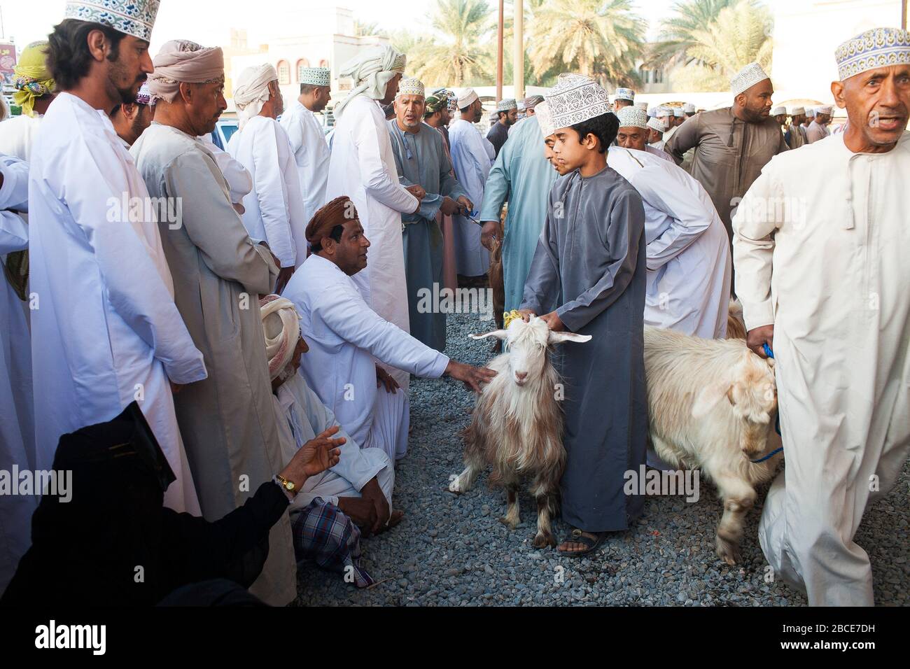 Ein Käufer haggt und Schnäppchen über den Preis einer Ziege auf dem Freitag wöchentlichen Viehmarkt in Nizwa, Oman Stockfoto