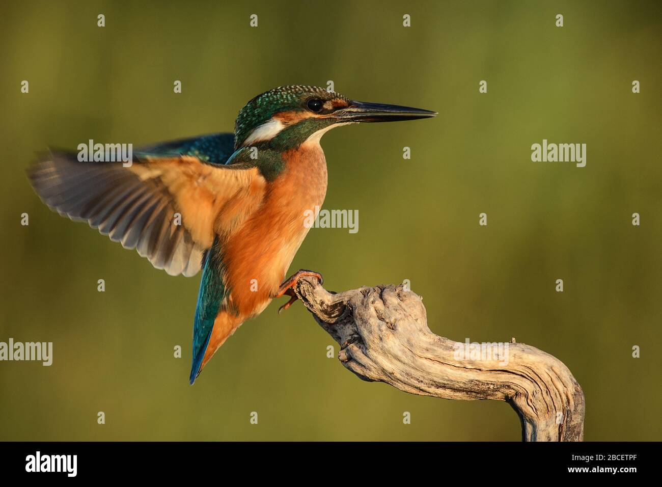 Eisvogel, Alcedo atthis, Vogel auf einem Ast mit offenen Flügeln sitzend. Stockfoto