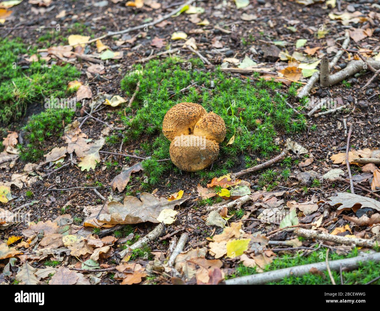Scleroderma vulgare Fotos und Bildmaterial in hoher Auflösung Alamy