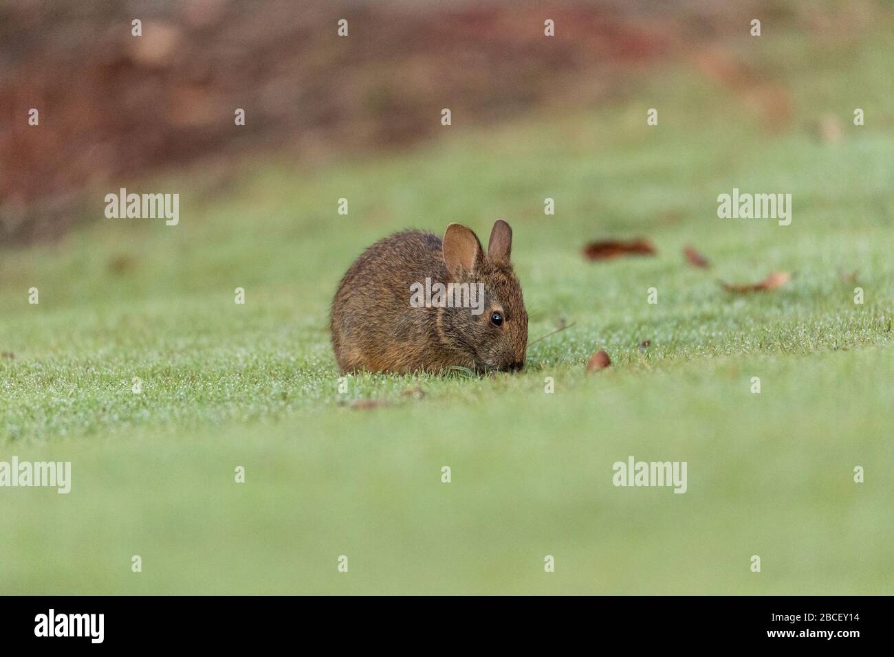 Baby Florida Marsh Kaninchen Sylvilagus palustris auf einem Flecken grünen Grases in Sarasota, Florida. Stockfoto