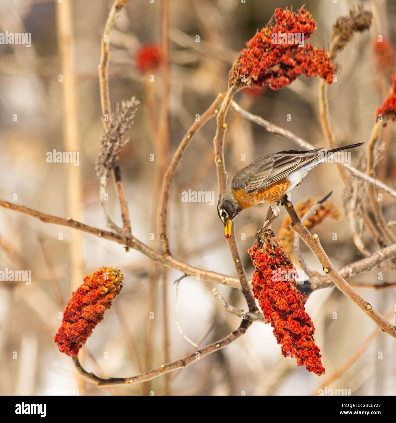 Robin auf einem Hirsch Horn Sumac Baum. Stockfoto