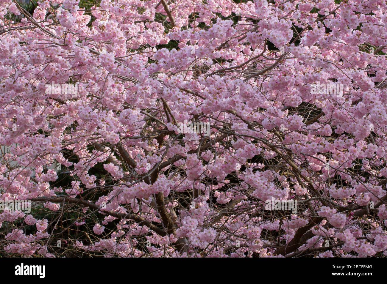 Blumen eines Zierkirschbaums, Blumenhintergrund, Prunus serrulata Stockfoto